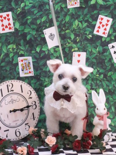 20250427ヒメちゃん